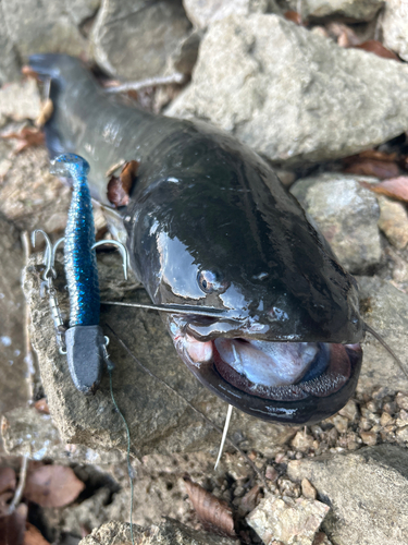 ナマズの釣果