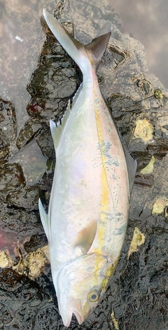 シオの釣果