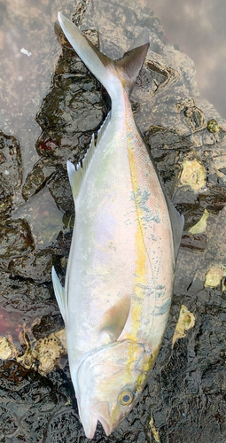 シオの釣果