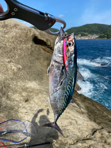 ソウダガツオの釣果