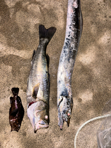 タチウオの釣果