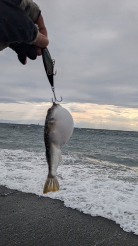 クサフグの釣果