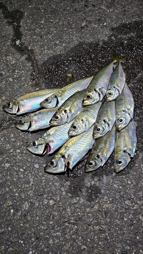 アジの釣果