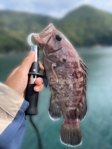 マハタの釣果