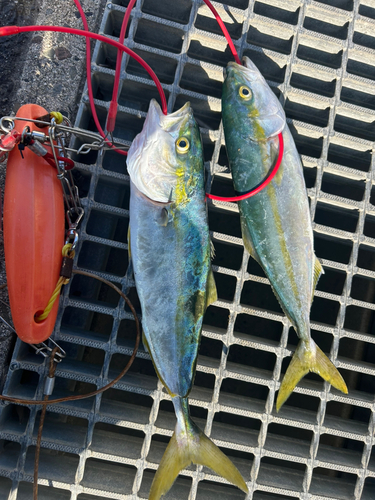 ワカナゴの釣果