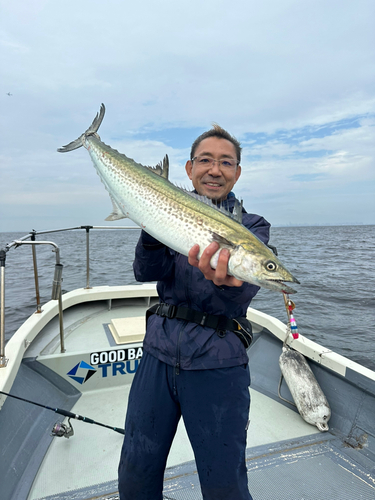 サワラの釣果