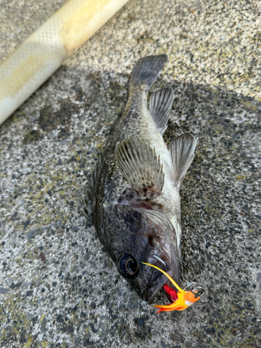 クロソイの釣果