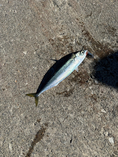 サバの釣果