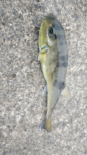 シロサバフグの釣果