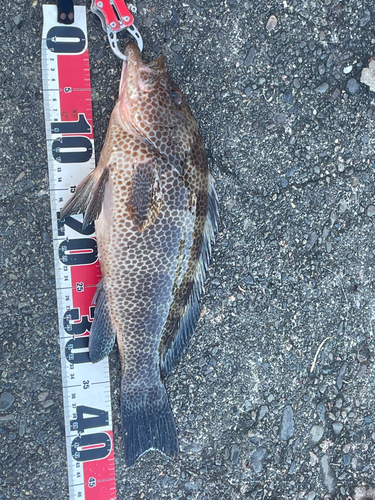 オオモンハタの釣果