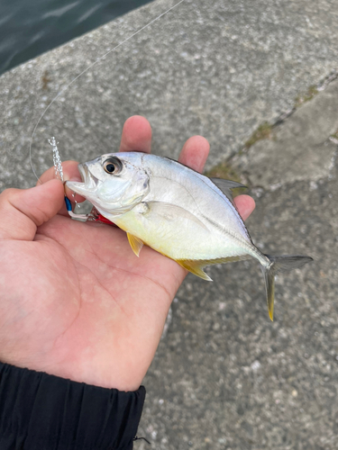 メッキの釣果