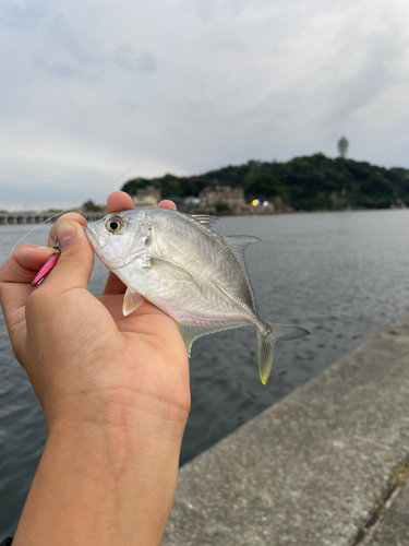 メッキの釣果