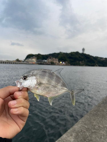 メッキの釣果