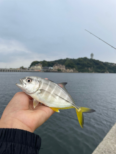 メッキの釣果