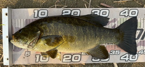 スモールマウスバスの釣果