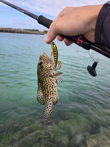 カンモンハタの釣果