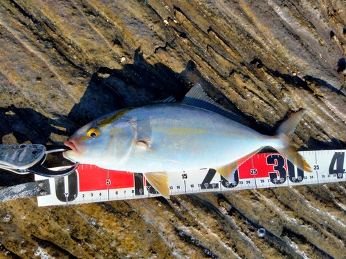 ショゴの釣果