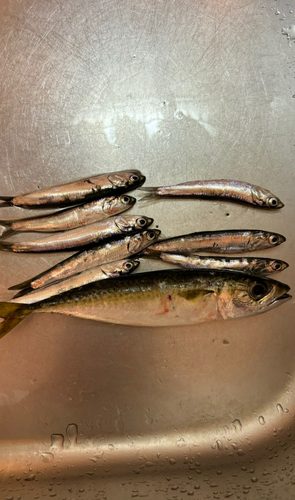 イワシの釣果