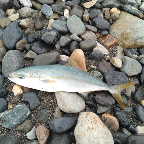 ツバイソの釣果