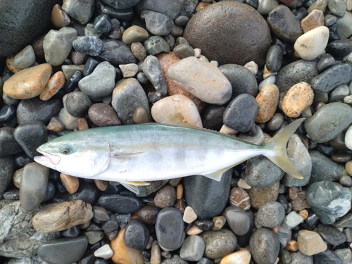 ツバイソの釣果