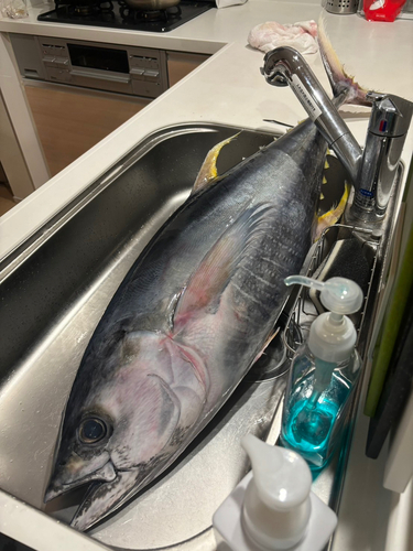 キハダマグロの釣果