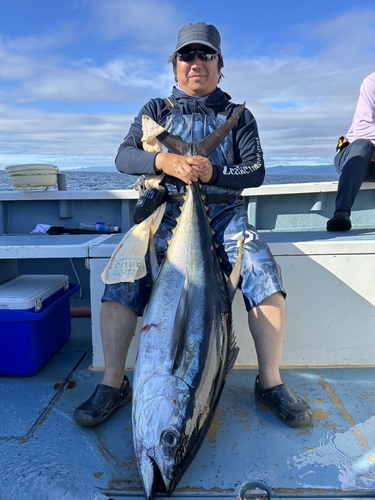 キハダマグロの釣果