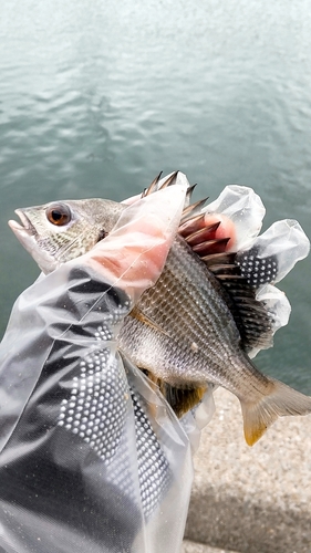 キビレの釣果