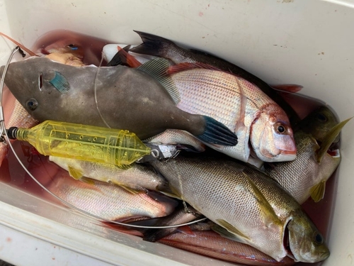 ハナダイの釣果