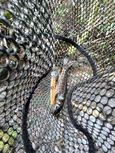 ヤマトイワナの釣果