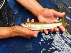 アユの釣果