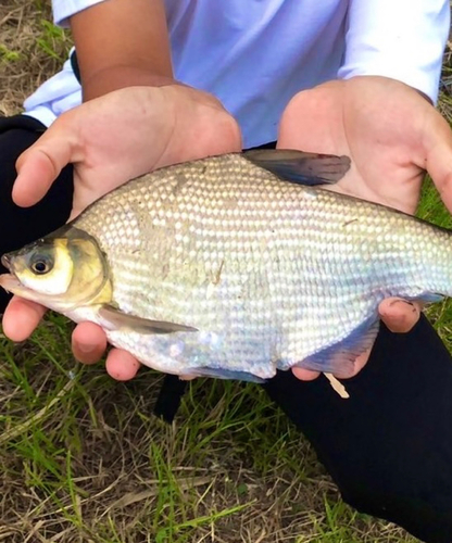 ダントウボウの釣果