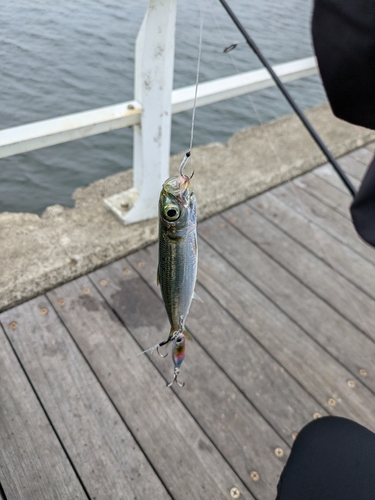 ウルメイワシの釣果