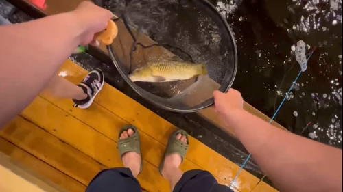 コイの釣果