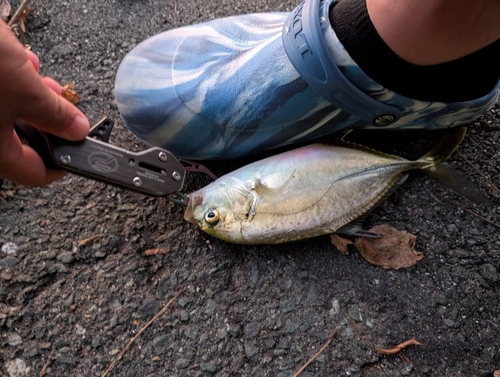 メッキの釣果