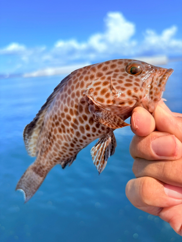 オオモンハタの釣果