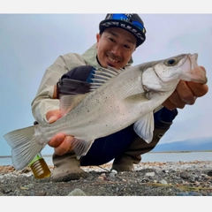 フッコ（ヒラスズキ）の釣果