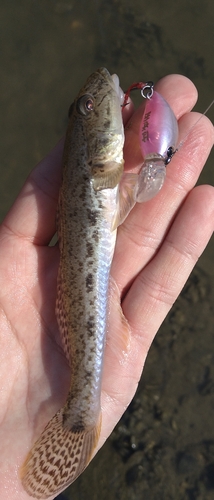 ハゼの釣果