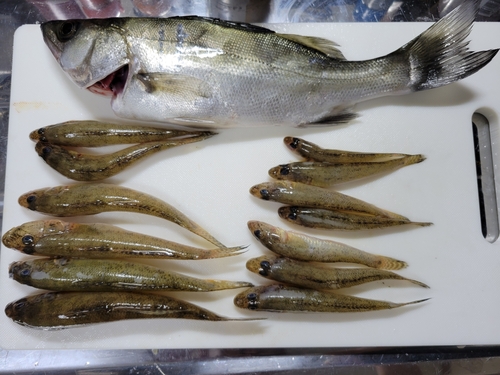 マハゼの釣果