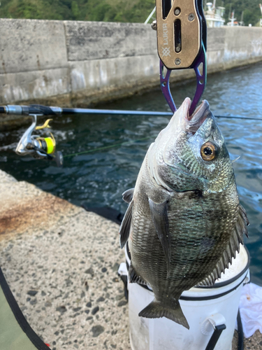 チヌの釣果