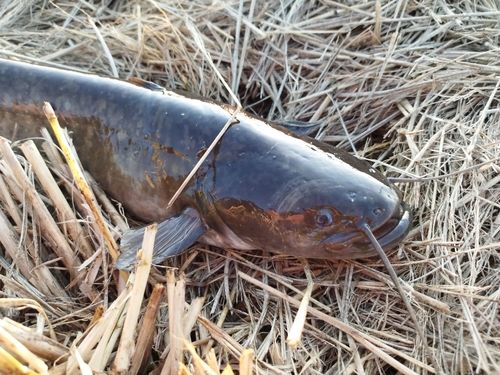 ナマズの釣果