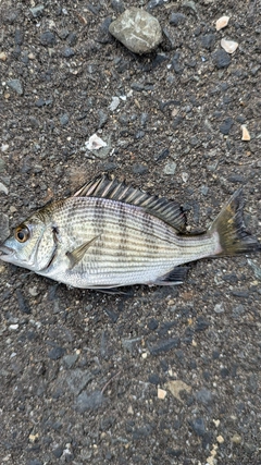 タイの釣果