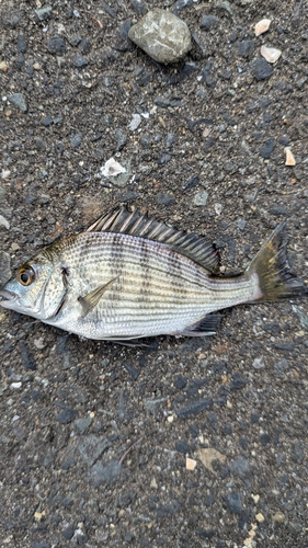 タイの釣果