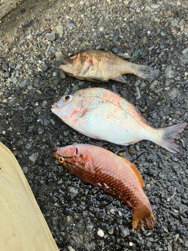 タイの釣果