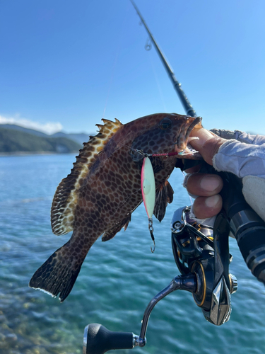 オオモンハタの釣果