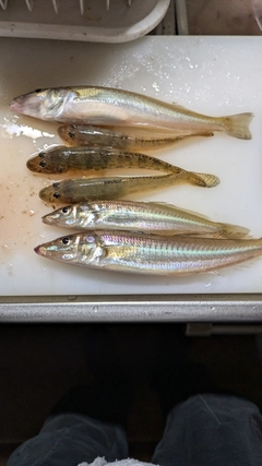 タイの釣果