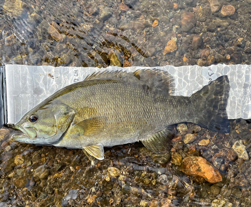 スモールマウスバスの釣果