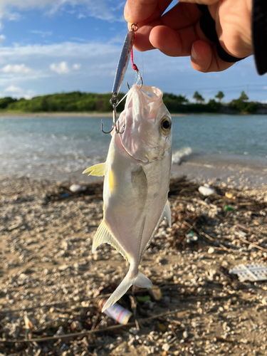 メッキの釣果