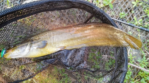 ナマズの釣果