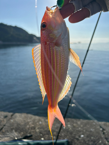 イトヨリダイの釣果