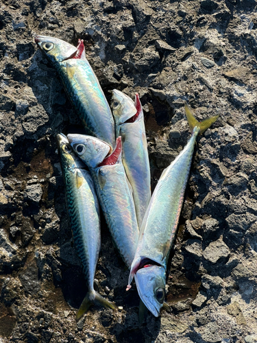 サバの釣果